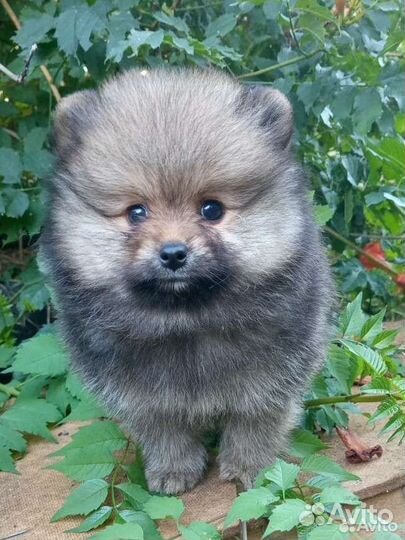 Шпиц- две Очаровашки