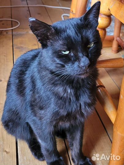 Кот с доставкой