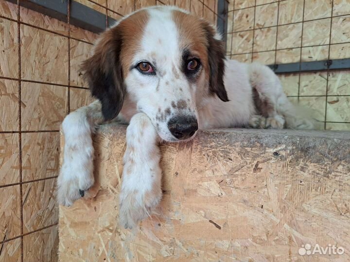 Собака в добрые руки