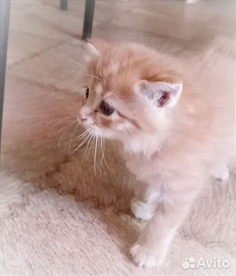 Курильский бобтейл котята