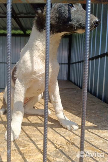 Два мальчика, две девочки