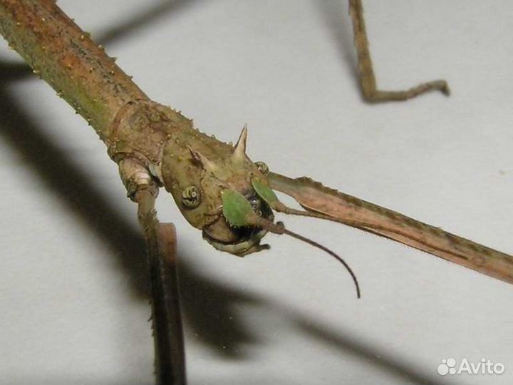 Палочники - экзотические насекомые