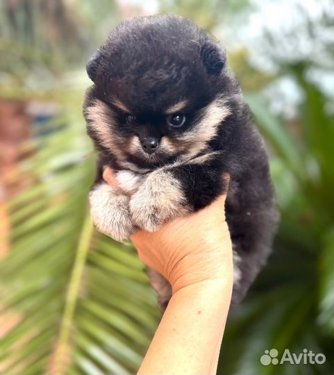 Померанский шпиц девочка