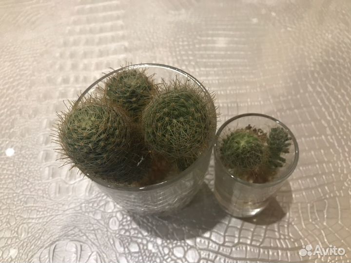 Отросток цветущего кактуса