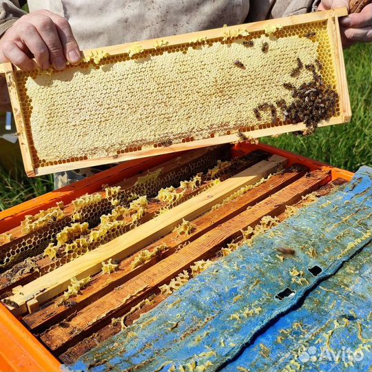 Мед луговой, липовый со своей пасеки