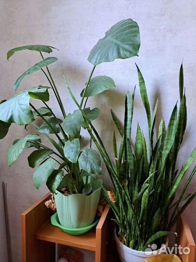 Замиокулькас, калла белая, гибискус махровый