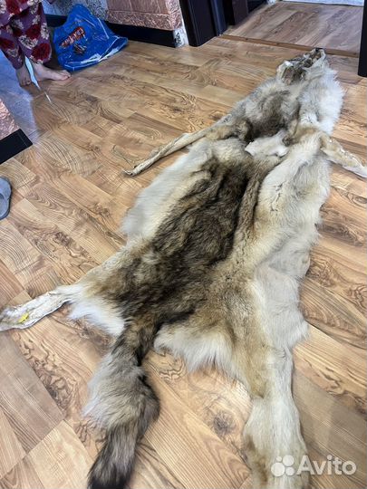 Шкура волка