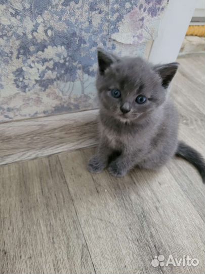 Британские котята