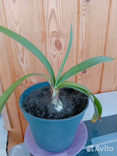 Гиппиаструм