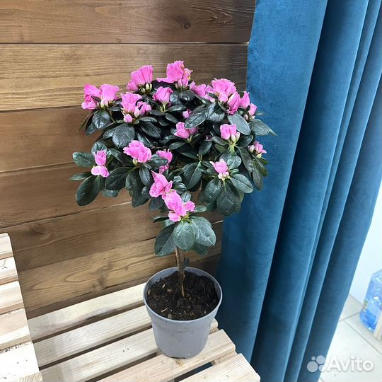 Азалии на штамбе