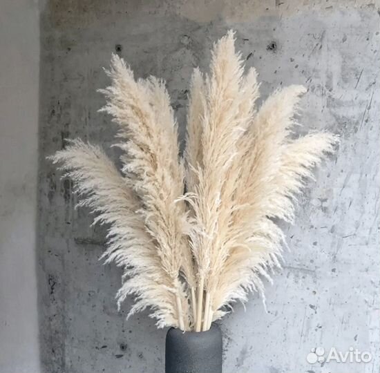 Пампасная трава