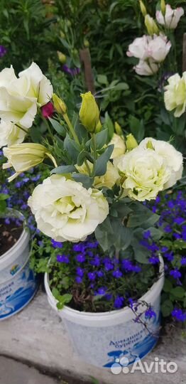 Цветы, рассада, петуния