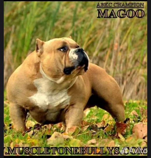 Щенки американского буля