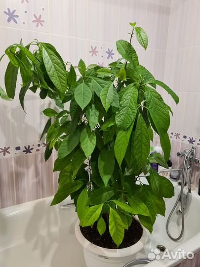 Растение Авокадо