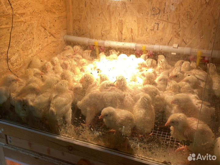 Цыплята бройлеры подрощенные
