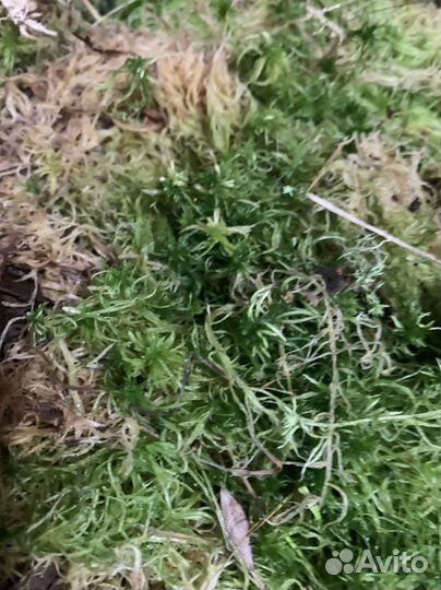 Мох сфагнум цена за 5 литров