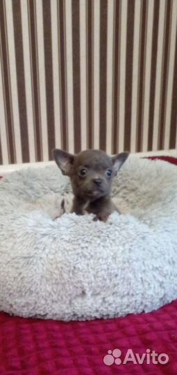 Мини чихуашки