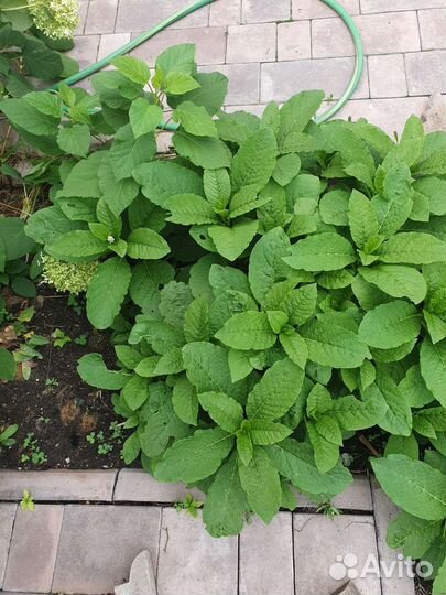 Лаконос ягодный