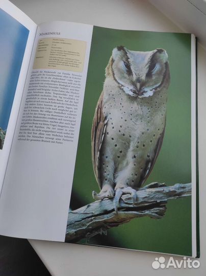 Книга Vogel птицы