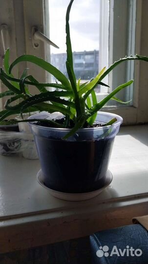 Алоэ столетник