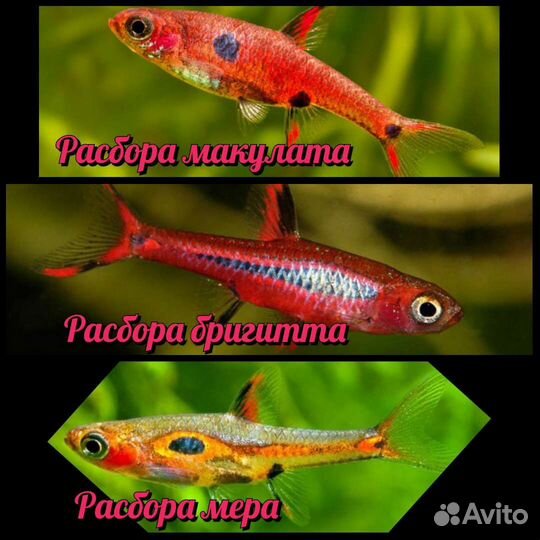 Аквариумные рыбки и растения