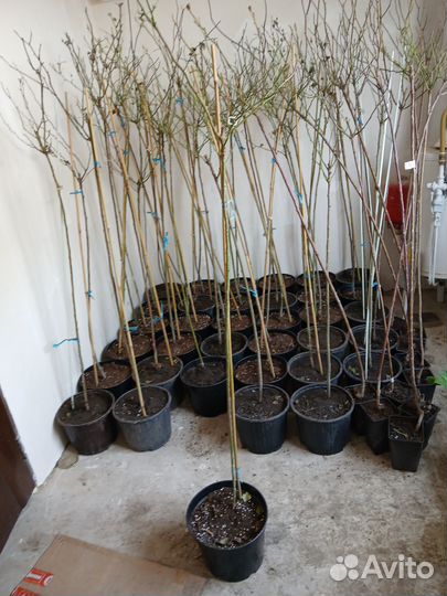 Роза на штамбе