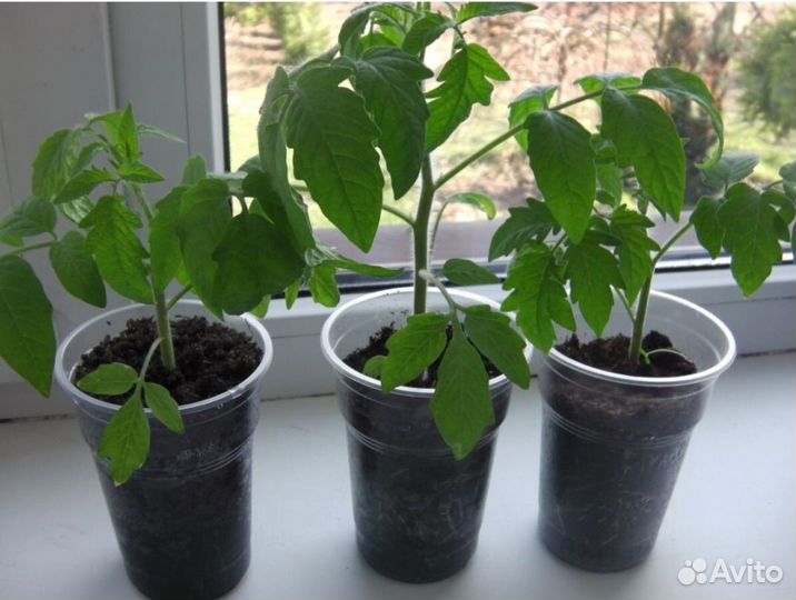 Рассада томатов, черри, перца