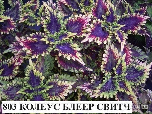 Колеусы вегетативные