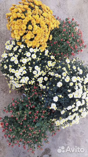 Хризантема мультифлора