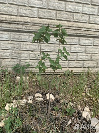 Саженцы гортензии белой, сирень сиреневая