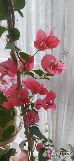 Фиалка,бугенвиллия