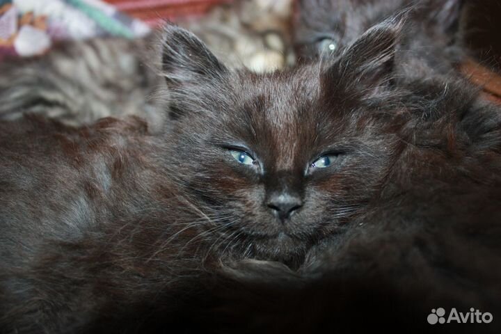 Котята с родословной