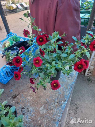 Петунья ампельная