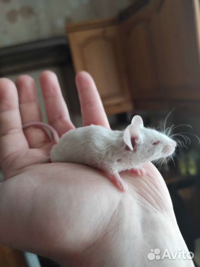 Декоративные мыши