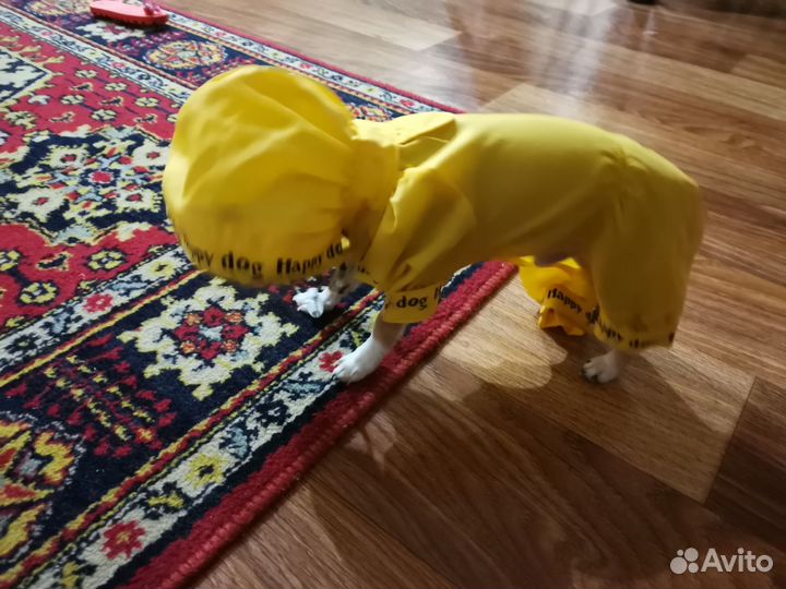 Дождевик и слинг-переноска для собак