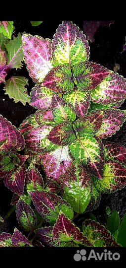 Колеусы сортовые