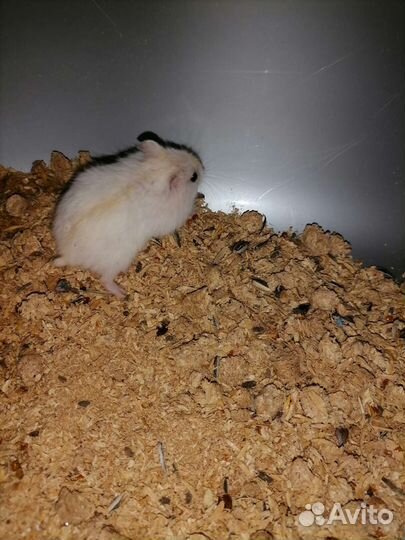 Джунгарский хомяк