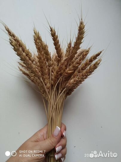 Букет сухоцветы колоски пшеницы