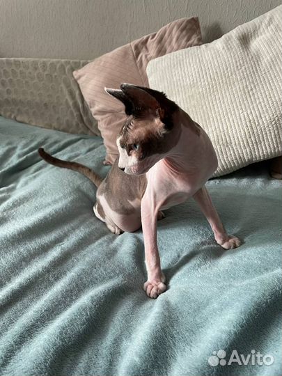 Канадский сфинкс