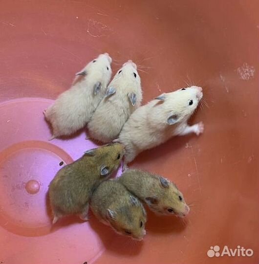 Сирийский хомяк малыш