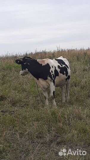 Корова и бычок