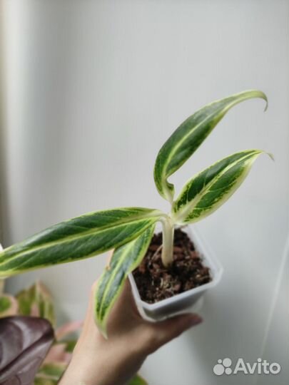 Аглаонема липстик грин