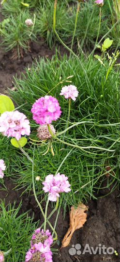 Армерия приморская