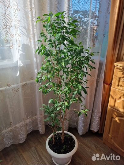 Фикус бенджамина большой