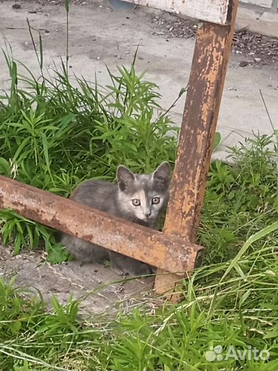 Котята 4шт обычные