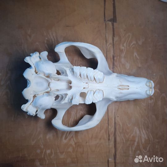 Череп бобра выбеленный имитация