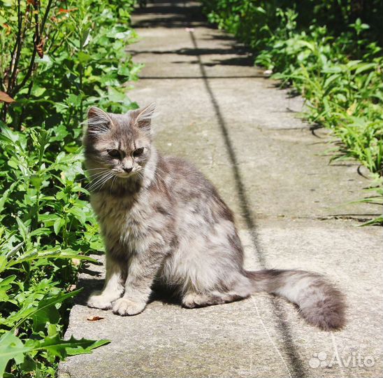 Кошка в дар бесплатно