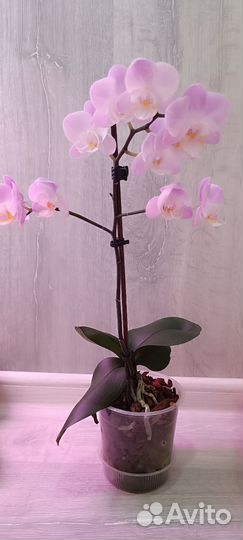 Орхидея фаленопсис мультифлора