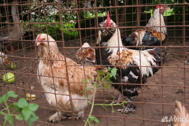 Фавероль петухи