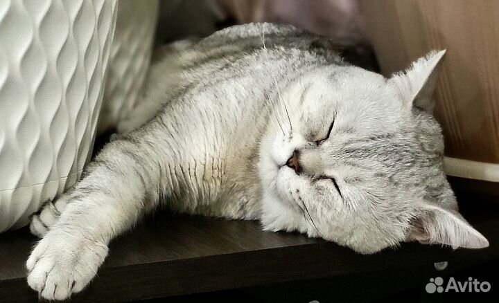 Отдам кота в добрые руки